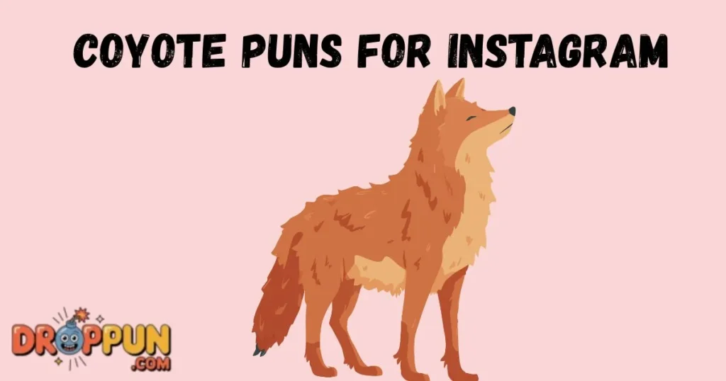 Coyote Puns For Instagram