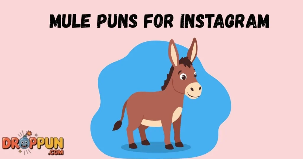 Mule Puns For Instagram