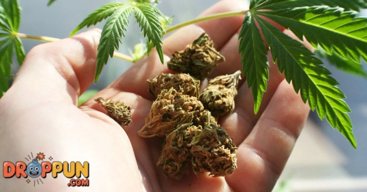 200+ Clean Weed Puns Perfect for Captions and Laughs [2020]