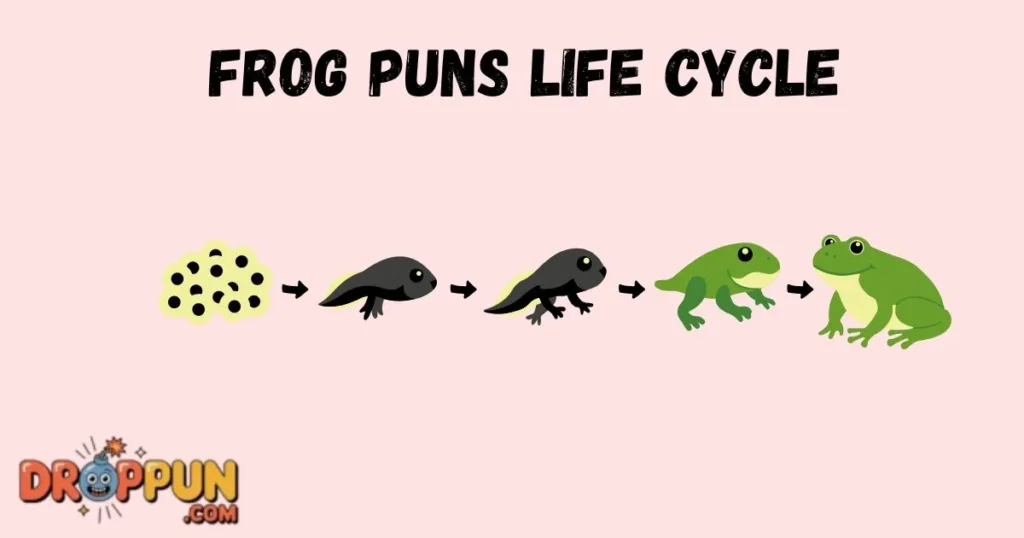 Frog Puns Life Cycle